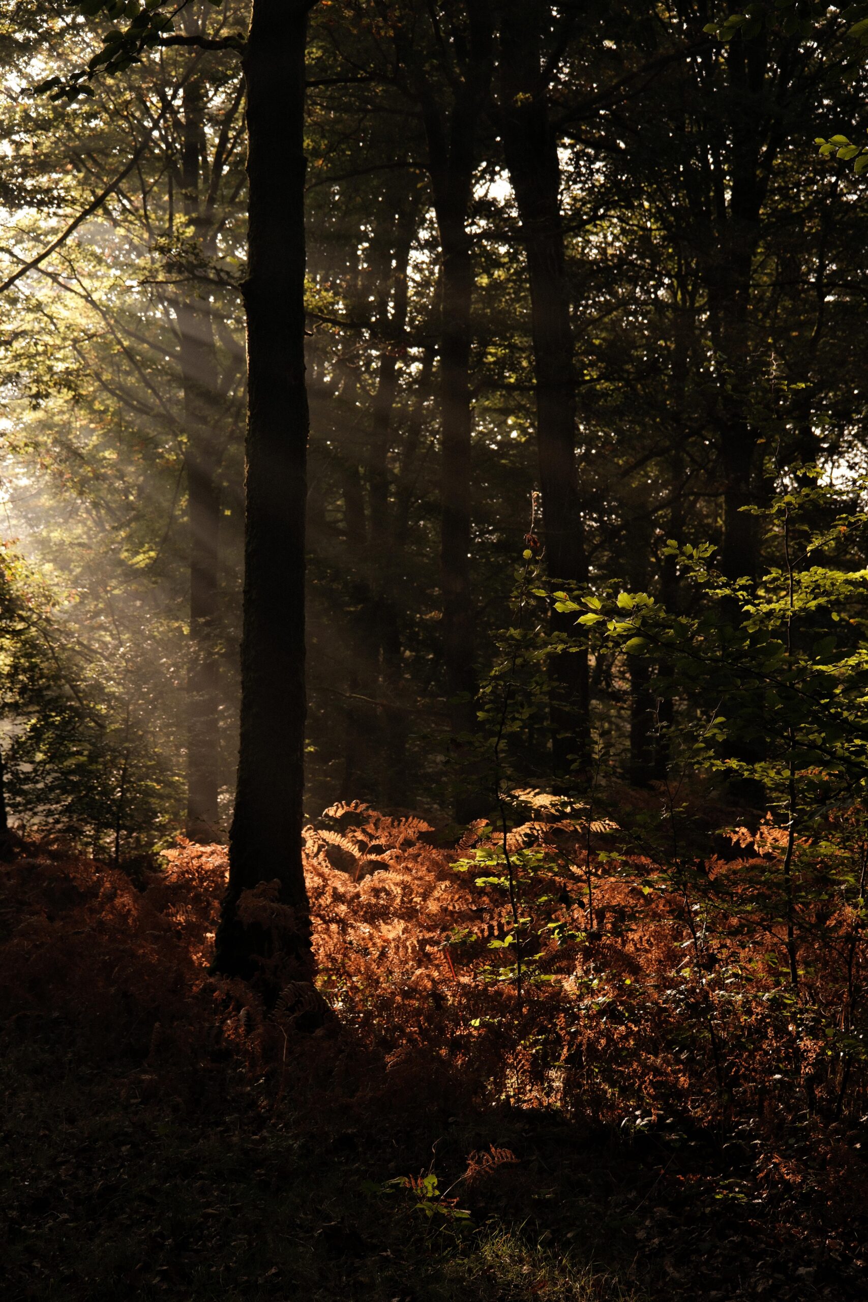 ar duen hotel cotes darmor 1 scaled